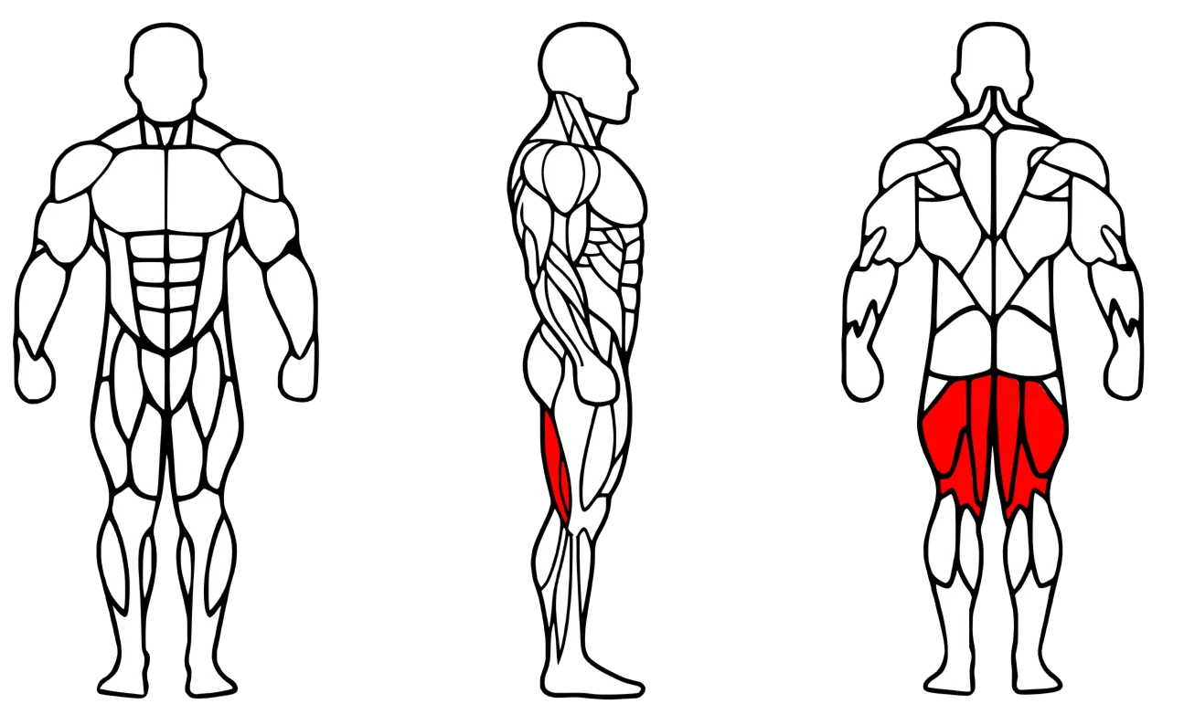 Músculos trabalhados na função Flexora — Cadeira Extensora / Flexora